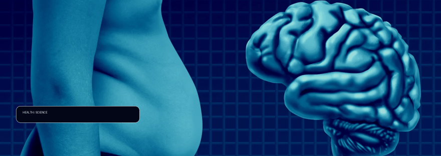 Scientists discover how obesity may fuel Alzheimer’s disease illustration