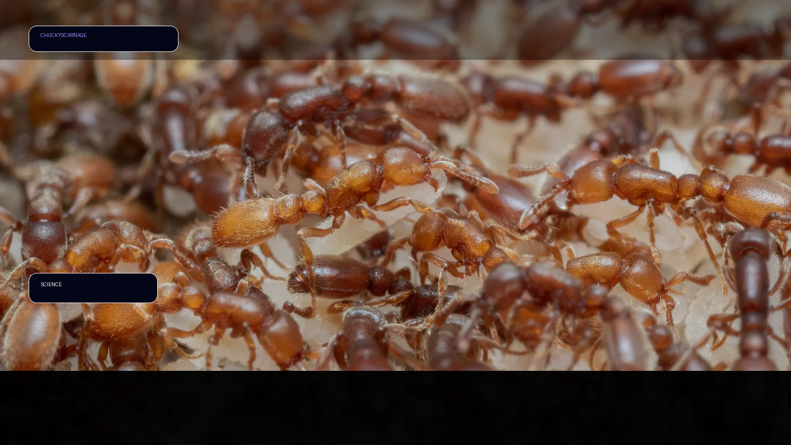 Ant brains reveal how evolution turned hunger into parenting illustration