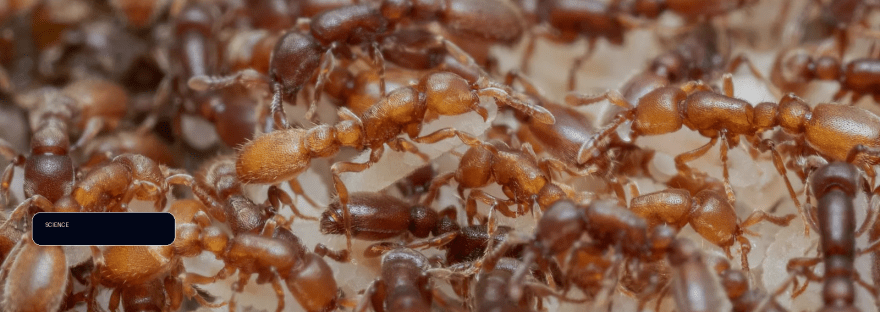 Ant brains reveal how evolution turned hunger into parenting illustration