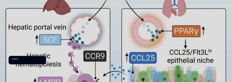 Breast milk protein osteopontin may shield infants from respiratory infections illustration
