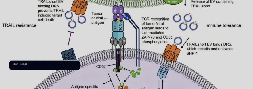 Researchers discover immune 'off switch' used by cancer cells illustration
