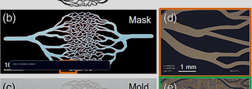 Skin-like test models could help improve medical devices for people of all illustration