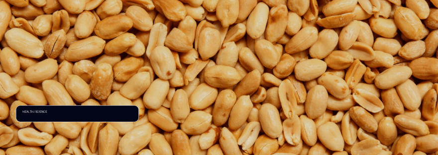 How 'good' bacteria from fecal transplants reduce peanut allergy illustration