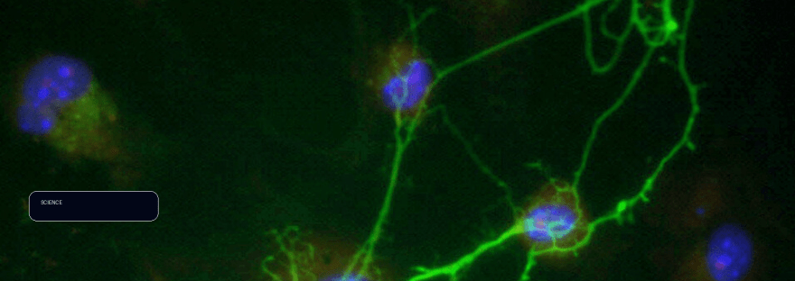 Study uses living human brain tissue to map how electric stimulation affects illustration