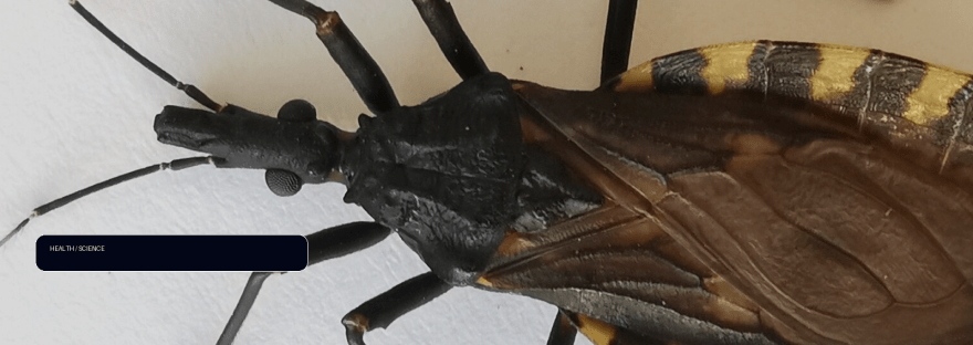 Immune-inspired public health strategy improves detection of disease-carrying insects illustration
