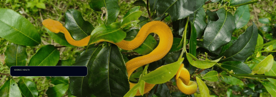 Decades of data reveal who's most at risk of snakebites and how illustration