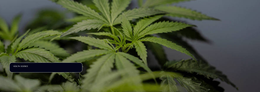 US sees a big jump in nausea cases among frequent marijuana users illustration
