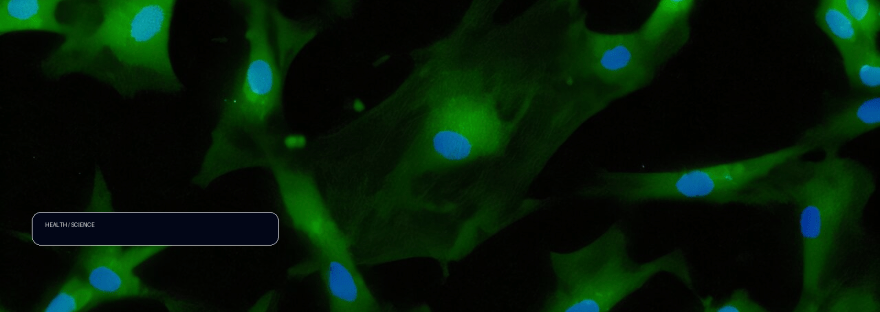 Study: Variable outcomes of stem cell injections for knee osteoarthritis illustration