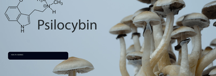 Psilocybin therapy sessions for PTSD are mostly silent illustration