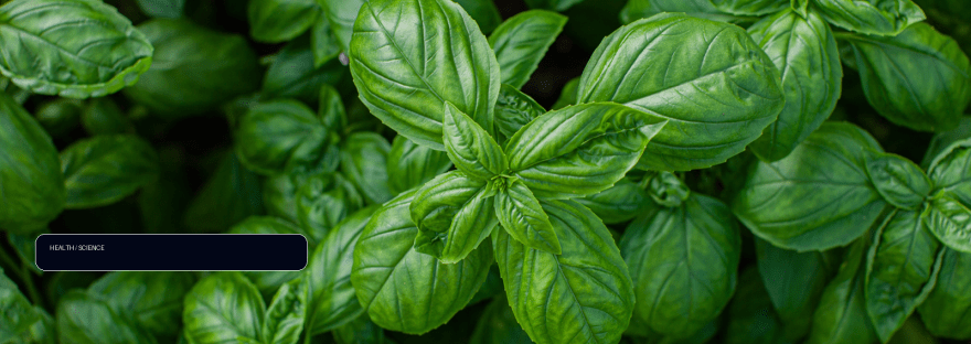 Common herb may help ease anxiety symptoms in patients with depression illustration