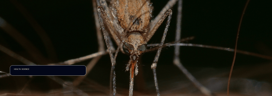 Tips for avoiding potentially serious mosquito-borne illnesses illustration