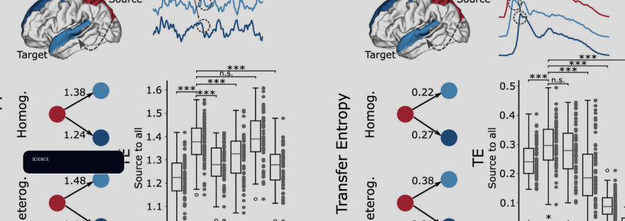 New brain model suggests how regional chemistry shapes large-scale neural activity illustration