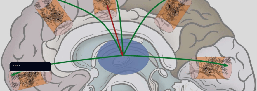 Psychedelics amplify brain connectivity through serotonin receptors illustration