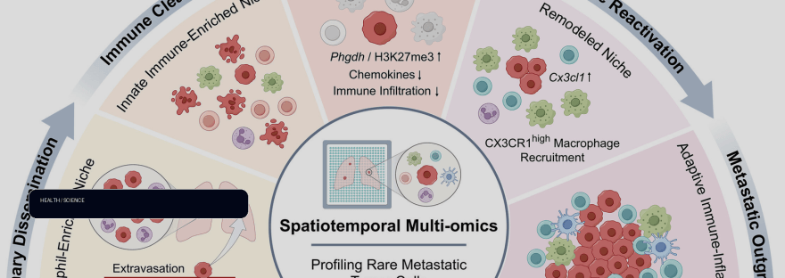 Two-stage process helps metastatic cancer cells hide illustration