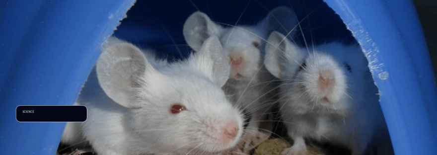 Study reveals prefrontal cortex can hinder learning more efficient behaviors illustration