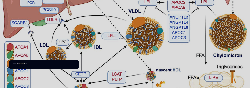 People carrying a rare gene variant have naturally low body fat illustration