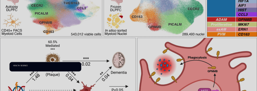 Brain immune cell map explains how defenses shift during Alzheimer's progression illustration